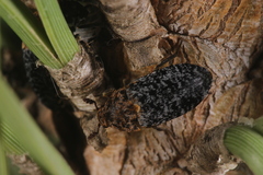 Dermestes undulatus