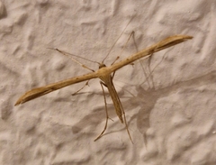 Emmelina monodactyla