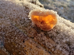 Auricularia auricula-judae