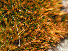 Schistidium maritimum