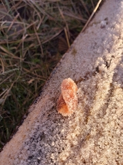Auricularia auricula-judae