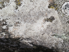 Circinaria caesiocinerea