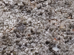 Circinaria caesiocinerea