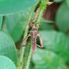 Meropachyini