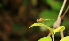 Erythrodiplax famula