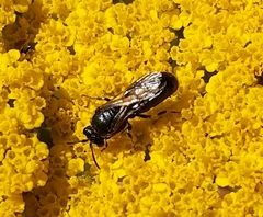 Hylaeus nigritus