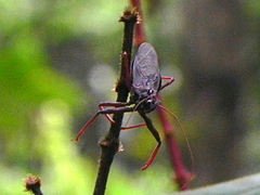 Erbessus