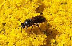Hylaeus nigritus