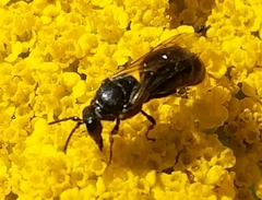 Hylaeus nigritus