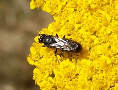 Hylaeus nigritus