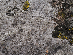 Circinaria caesiocinerea