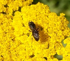 Hylaeus nigritus