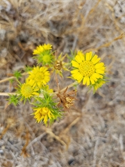 Centromadia parryi parryi