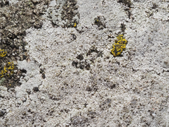 Circinaria caesiocinerea