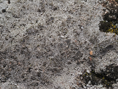 Circinaria caesiocinerea