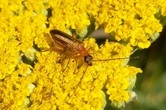 Oedemera