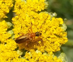 Oedemera