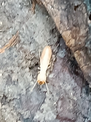 Reticulitermes lucifugus