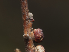 Disholcaspis mellifica