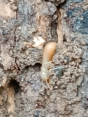 Reticulitermes lucifugus