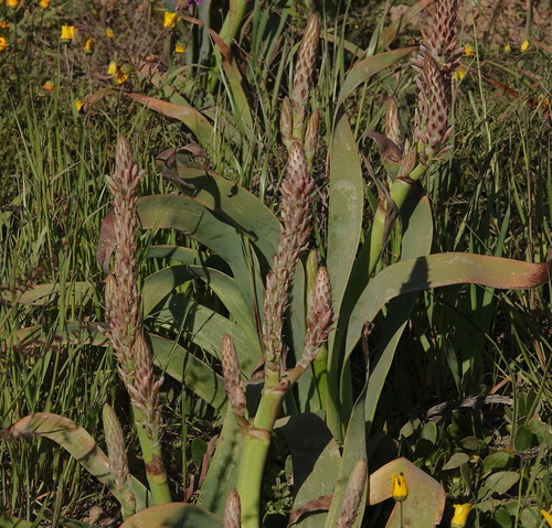 Image of Trachyandra falcata by (c) desertnaturalist, some rights reserved (CC BY)