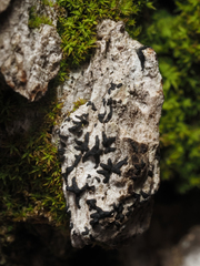 Alyxoria varia
