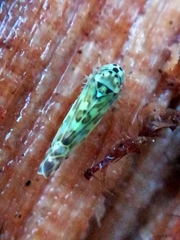 Eupteryx melissae