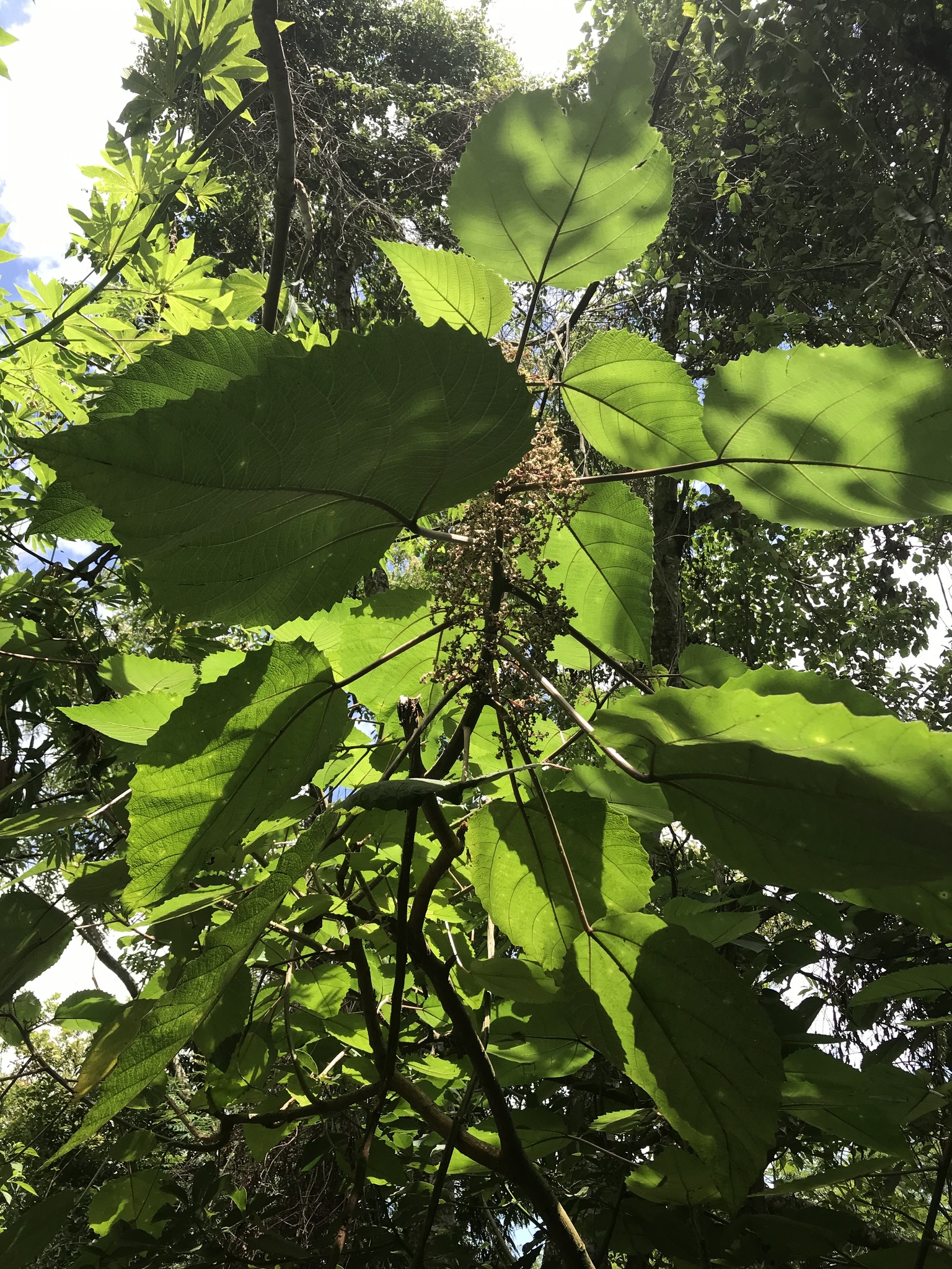 Urera baccifera