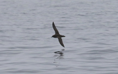 Ardenna tenuirostris