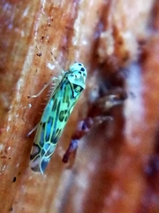 Eupteryx melissae