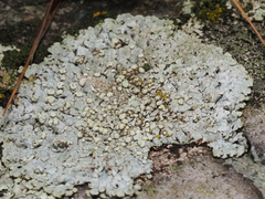 Physcia caesia
