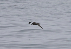 Ardenna tenuirostris