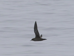 Ardenna tenuirostris