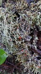 Cladonia macilenta