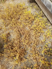 Centromadia parryi parryi