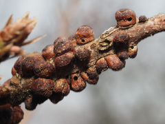 Disholcaspis mellifica