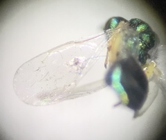 Pteromalidae