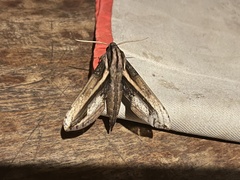 Xylophanes ceratomioides