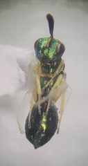 Pteromalidae
