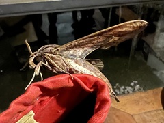 Xylophanes ceratomioides