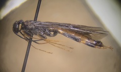 Urocerus taxodii
