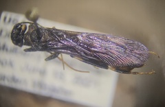 Urocerus taxodii