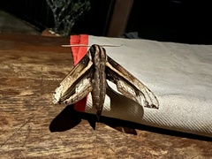 Xylophanes ceratomioides