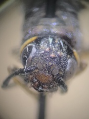 Urocerus taxodii