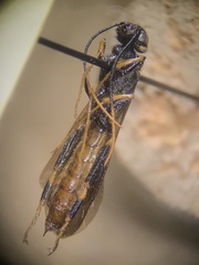 Urocerus taxodii