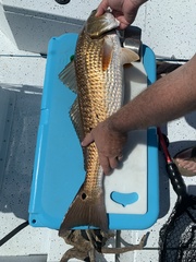 Sciaenops ocellatus