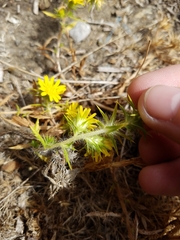 Centromadia parryi parryi