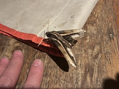 Xylophanes ceratomioides