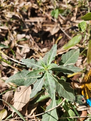 Verbesina virginica