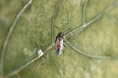 Nysius